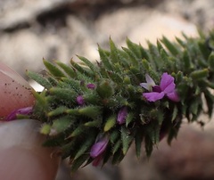 Muraltia squarrosa
