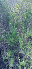 Calobota