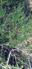 Calobota