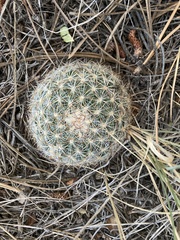 Pediocactus simpsonii