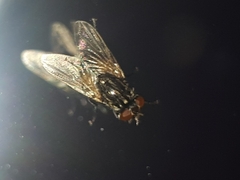 Musca domestica