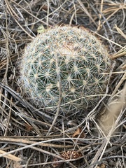Pediocactus simpsonii