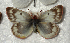 Colias phicomone