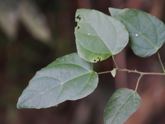 Mallotus repandus