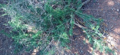 Asparagus suaveolens