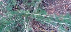 Asparagus suaveolens