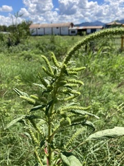 Amaranthus palmeri