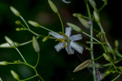 Dianella longifolia