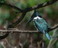 Chloroceryle amazona