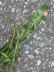 Carduus defloratus