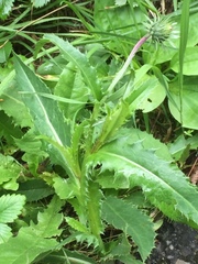 Carduus defloratus