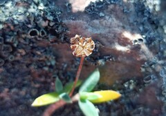 Trichodiadema calvatum