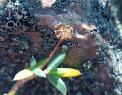 Trichodiadema calvatum