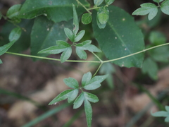 Clematis formosana