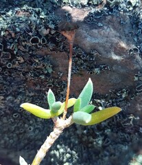 Trichodiadema calvatum