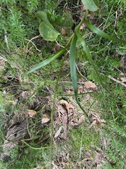 Dianella longifolia