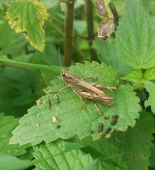 Chorthippus apricarius