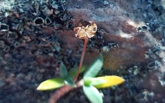 Trichodiadema calvatum