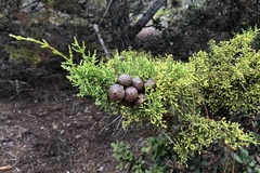 Cupressus goveniana