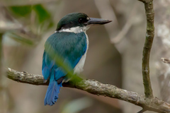 Todiramphus sordidus