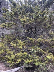 Cupressus goveniana