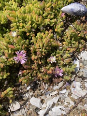 Aizoaceae