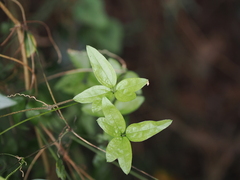 Clematis formosana