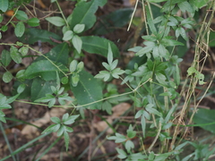 Clematis formosana