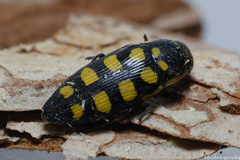 Buprestis octoguttata