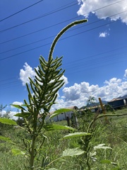 Amaranthus palmeri