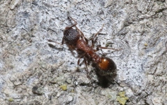 Temnothorax caguatan