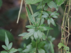 Clematis formosana