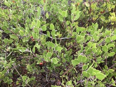 Arctostaphylos hookeri