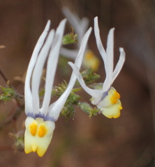 Nemesia cheiranthus