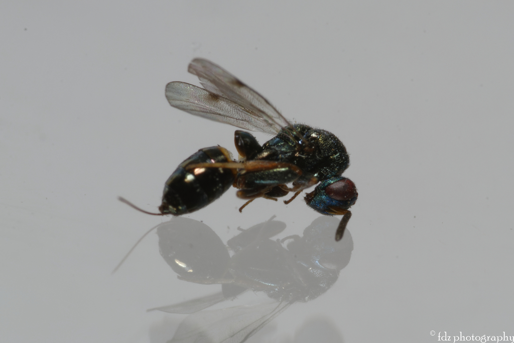 Monodontomerus rugulosus