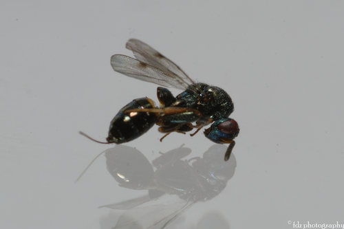 Monodontomerus rugulosus