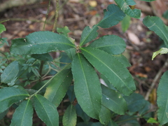 Ardisia cornudentata