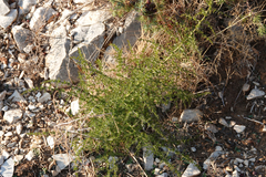 Asparagus acutifolius