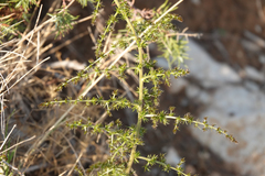 Asparagus acutifolius