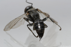 Crabroninae