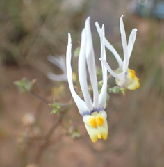 Nemesia cheiranthus