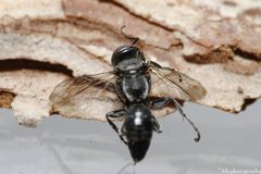Crabroninae