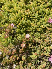 Aizoaceae