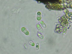 Stigmidium epixanthum