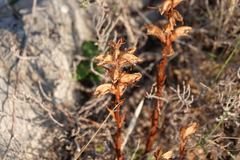 Orobanche alba