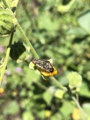 Acmaeodera flavomarginata