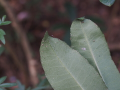 Ardisia cornudentata