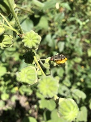 Acmaeodera flavomarginata