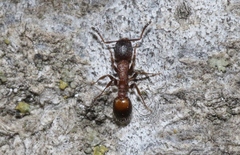 Temnothorax caguatan