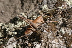 Thyreonotus bidens